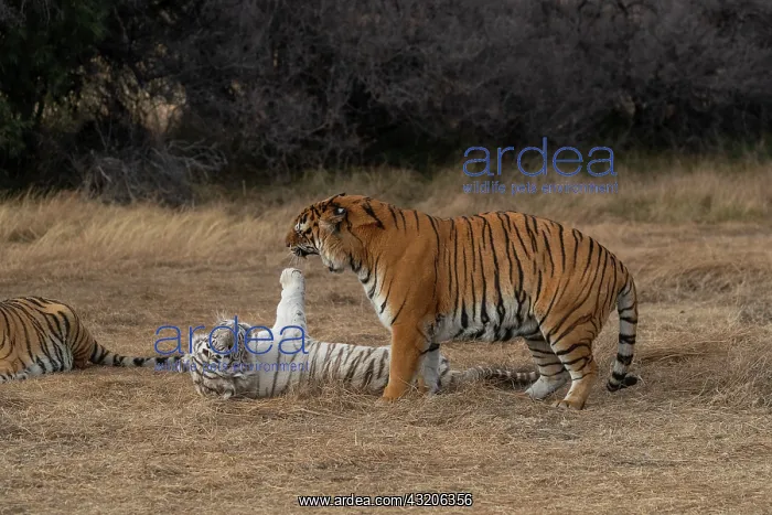 : Afrique du Sud, Reserve privee, Tigre du Bengale : Afrique du Sud, Reserve privee, Tigre du Bengale