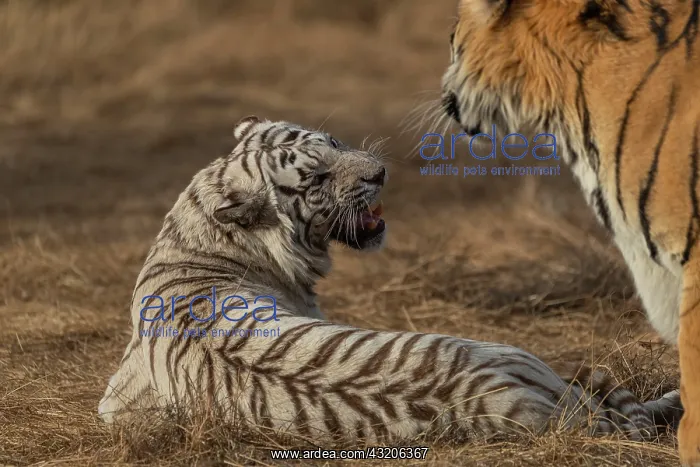 : Afrique du Sud, Reserve privee, Tigre du Bengale : Afrique du Sud, Reserve privee, Tigre du Bengale