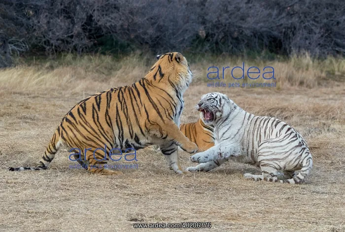 : Afrique du Sud, Reserve privee, Tigre du Bengale : Afrique du Sud, Reserve privee, Tigre du Bengale