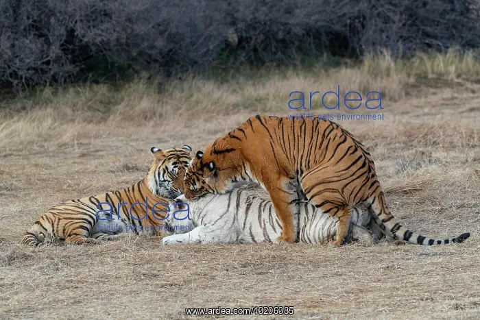 : Afrique du Sud, Reserve privee, Tigre du Bengale : Afrique du Sud, Reserve privee, Tigre du Bengale