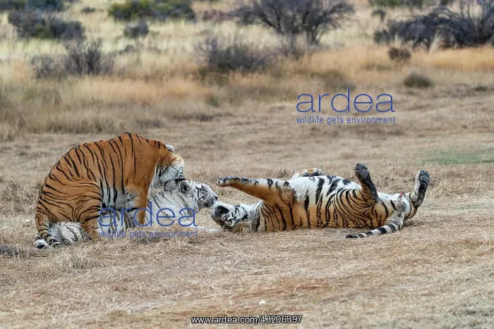 : Afrique du Sud, Reserve privee, Tigre du Bengale : Afrique du Sud, Reserve privee, Tigre du Bengale