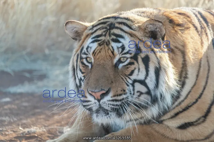 : Afrique du Sud, Reserve privee, Tigre du Bengale : Afrique du Sud, Reserve privee, Tigre du Bengale