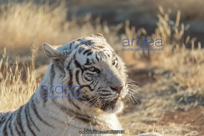 : Afrique du Sud, Reserve privee, Tigre du Bengale : Afrique du Sud, Reserve privee, Tigre du Bengale