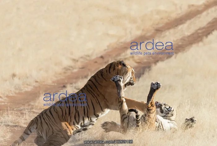 : Afrique du Sud, Reserve privee, Tigre du Bengale : Afrique du Sud, Reserve privee, Tigre du Bengale
