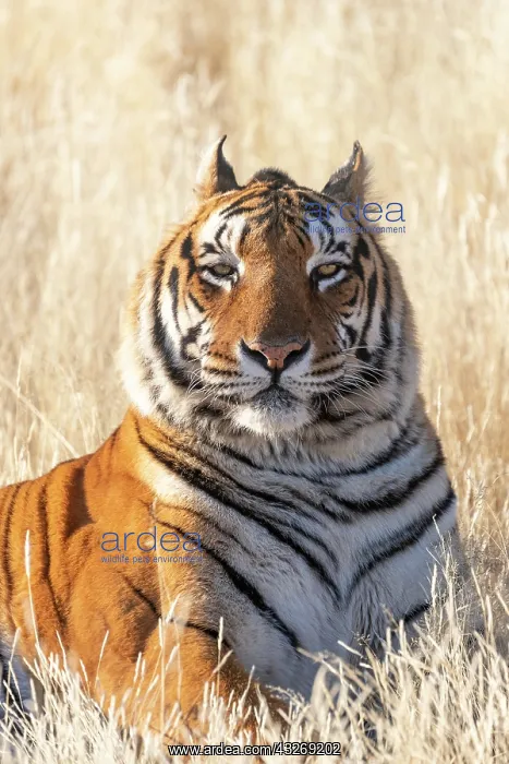 : Afrique du Sud, Reserve privee, Tigre du Bengale : Afrique du Sud, Reserve privee, Tigre du Bengale