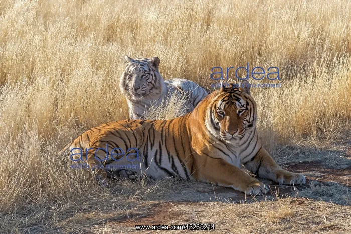 : Afrique du Sud, Reserve privee, Tigre du Bengale : Afrique du Sud, Reserve privee, Tigre du Bengale