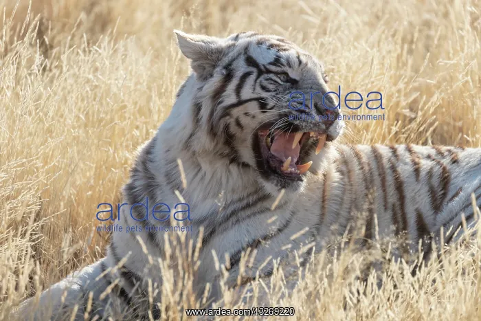 : Afrique du Sud, Reserve privee, Tigre du Bengale : Afrique du Sud, Reserve privee, Tigre du Bengale