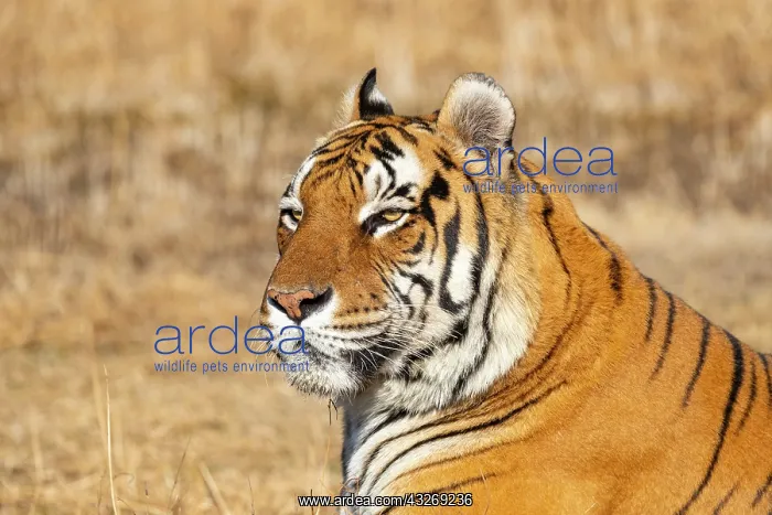  : Afrique du Sud, Reserve privee, Tigre du Bengale