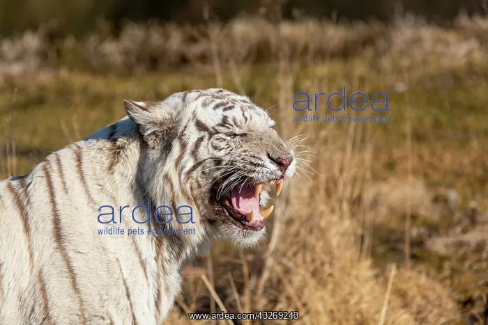 : Afrique du Sud, Reserve privee, Tigre du Bengale : Afrique du Sud, Reserve privee, Tigre du Bengale
