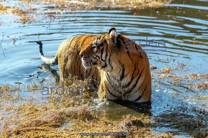: Afrique du Sud, Reserve privee, Tigre du Bengale : Afrique du Sud, Reserve privee, Tigre du Bengale