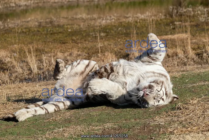 : Afrique du Sud, Reserve privee, Tigre du Bengale : Afrique du Sud, Reserve privee, Tigre du Bengale