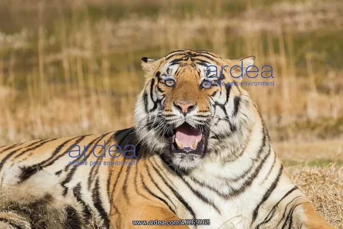 : Afrique du Sud, Reserve privee, Tigre du Bengale : Afrique du Sud, Reserve privee, Tigre du Bengale