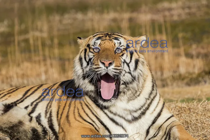 : Afrique du Sud, Reserve privee, Tigre du Bengale : Afrique du Sud, Reserve privee, Tigre du Bengale