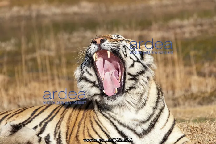: Afrique du Sud, Reserve privee, Tigre du Bengale : Afrique du Sud, Reserve privee, Tigre du Bengale