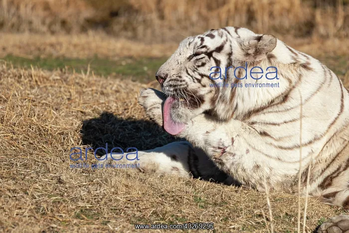: Afrique du Sud, Reserve privee, Tigre du Bengale : Afrique du Sud, Reserve privee, Tigre du Bengale