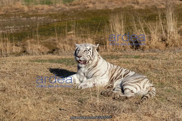 : Afrique du Sud, Reserve privee, Tigre du Bengale : Afrique du Sud, Reserve privee, Tigre du Bengale