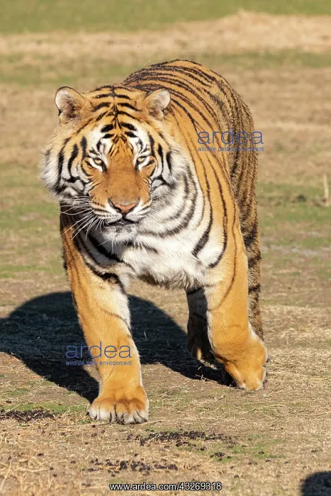: Afrique du Sud, Reserve privee, Tigre du Bengale : Afrique du Sud, Reserve privee, Tigre du Bengale