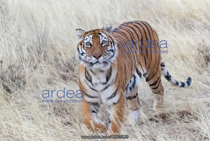 : Afrique du Sud, Reserve privee, Tigre du Bengale : Afrique du Sud, Reserve privee, Tigre du Bengale