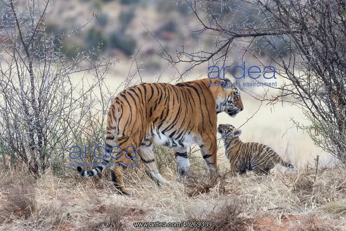: Afrique du Sud, Reserve privee, Tigre du Bengale : Afrique du Sud, Reserve privee, Tigre du Bengale