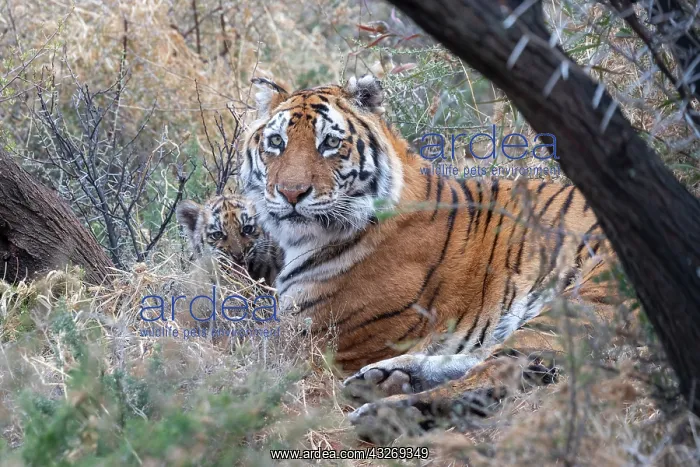 : Afrique du Sud, Reserve privee, Tigre du Bengale : Afrique du Sud, Reserve privee, Tigre du Bengale