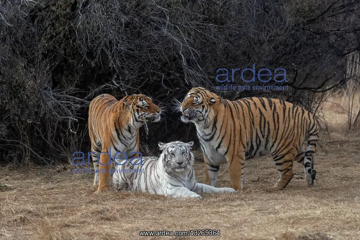 : Afrique du Sud, Reserve privee, Tigre du Bengale : Afrique du Sud, Reserve privee, Tigre du Bengale