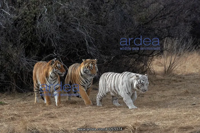 : Afrique du Sud, Reserve privee, Tigre du Bengale : Afrique du Sud, Reserve privee, Tigre du Bengale