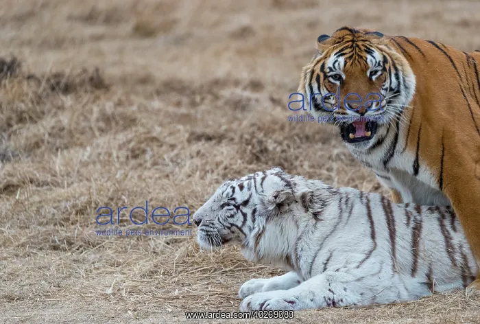 : Afrique du Sud, Reserve privee, Tigre du Bengale : Afrique du Sud, Reserve privee, Tigre du Bengale