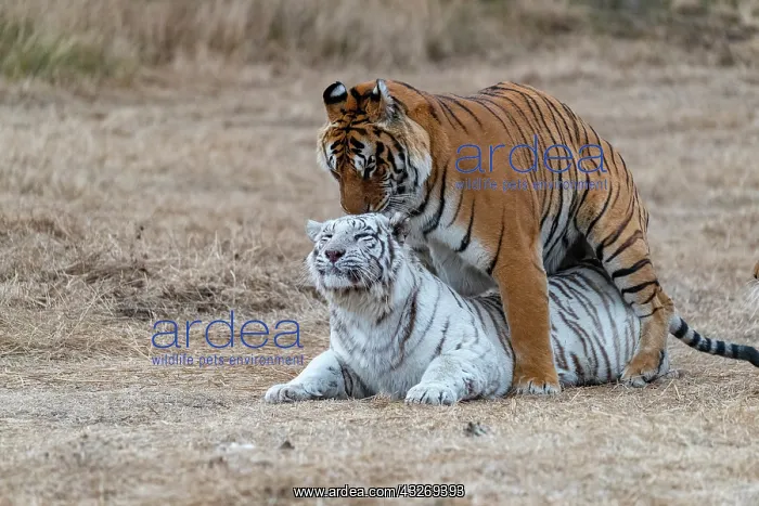 : Afrique du Sud, Reserve privee, Tigre du Bengale : Afrique du Sud, Reserve privee, Tigre du Bengale