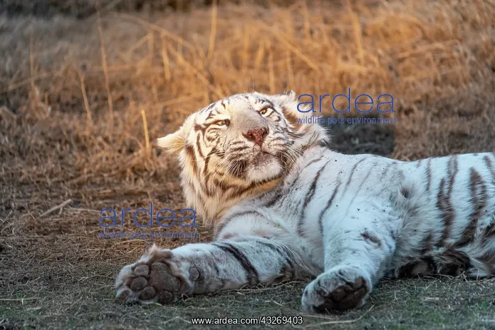 : Afrique du Sud, Reserve privee, Tigre du Bengale : Afrique du Sud, Reserve privee, Tigre du Bengale