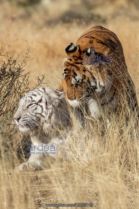: Afrique du Sud, Reserve privee, Tigre du Bengale : Afrique du Sud, Reserve privee, Tigre du Bengale