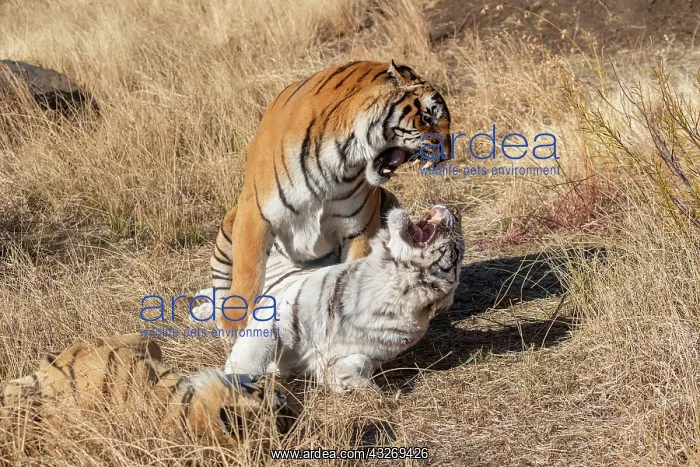 : Afrique du Sud, Reserve privee, Tigre du Bengale : Afrique du Sud, Reserve privee, Tigre du Bengale