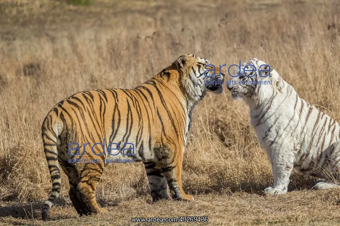 : Afrique du Sud, Reserve privee, Tigre du Bengale : Afrique du Sud, Reserve privee, Tigre du Bengale