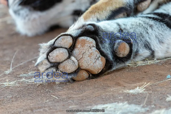 : Afrique du Sud, Reserve privee, Tigre du Bengale : Afrique du Sud, Reserve privee, Tigre du Bengale