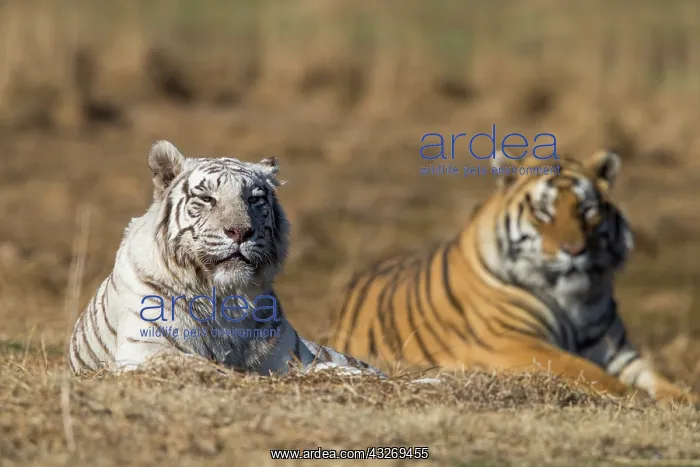 : Afrique du Sud, Reserve privee, Tigre du Bengale : Afrique du Sud, Reserve privee, Tigre du Bengale