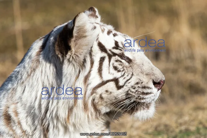 : Afrique du Sud, Reserve privee, Tigre du Bengale : Afrique du Sud, Reserve privee, Tigre du Bengale