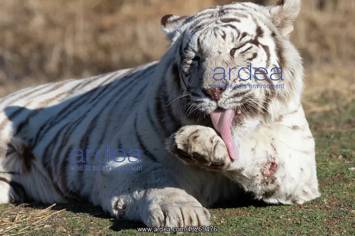 : Afrique du Sud, Reserve privee, Tigre du Bengale : Afrique du Sud, Reserve privee, Tigre du Bengale