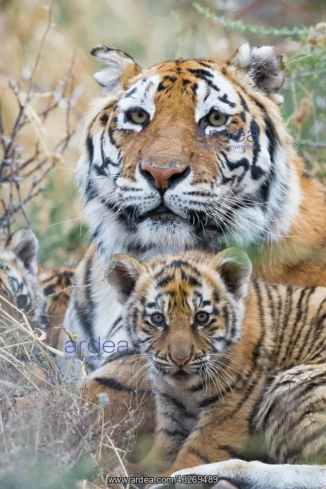 : Afrique du Sud, Reserve privee, Tigre du Bengale : Afrique du Sud, Reserve privee, Tigre du Bengale