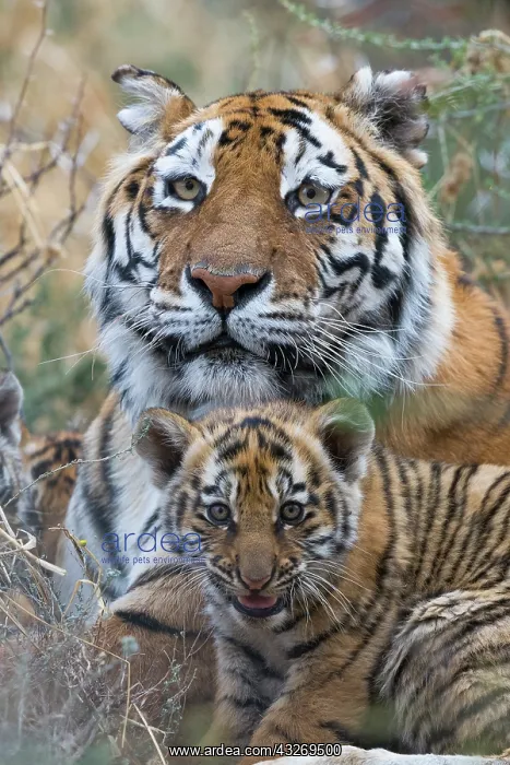 : Afrique du Sud, Reserve privee, Tigre du Bengale : Afrique du Sud, Reserve privee, Tigre du Bengale