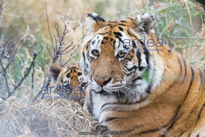 : Afrique du Sud, Reserve privee, Tigre du Bengale : Afrique du Sud, Reserve privee, Tigre du Bengale