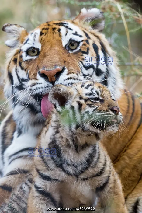 : Afrique du Sud, Reserve privee, Tigre du Bengale : Afrique du Sud, Reserve privee, Tigre du Bengale