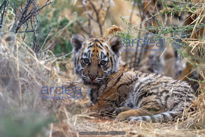 : Afrique du Sud, Reserve privee, Tigre du Bengale : Afrique du Sud, Reserve privee, Tigre du Bengale