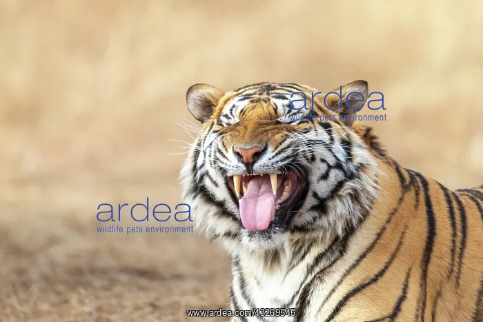 : Afrique du Sud, Reserve privee, Tigre du Bengale : Afrique du Sud, Reserve privee, Tigre du Bengale