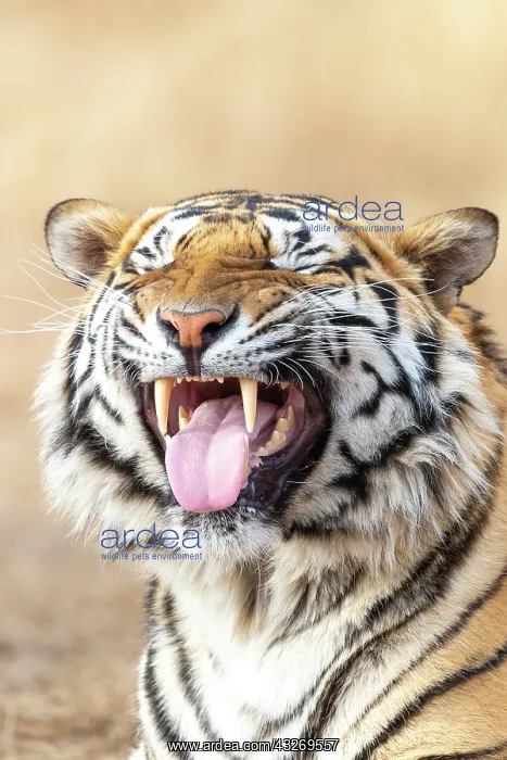  : Afrique du Sud, Reserve privee, Tigre du Bengale