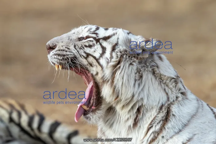  : Afrique du Sud, Reserve privee, Tigre du Bengale