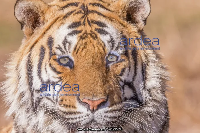 : Afrique du Sud, Reserve privee, Tigre du Bengale : Afrique du Sud, Reserve privee, Tigre du Bengale