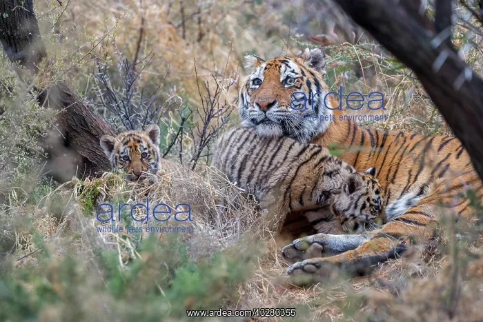 : Afrique du Sud, Reserve privee, Tigre du Bengale : Afrique du Sud, Reserve privee, Tigre du Bengale