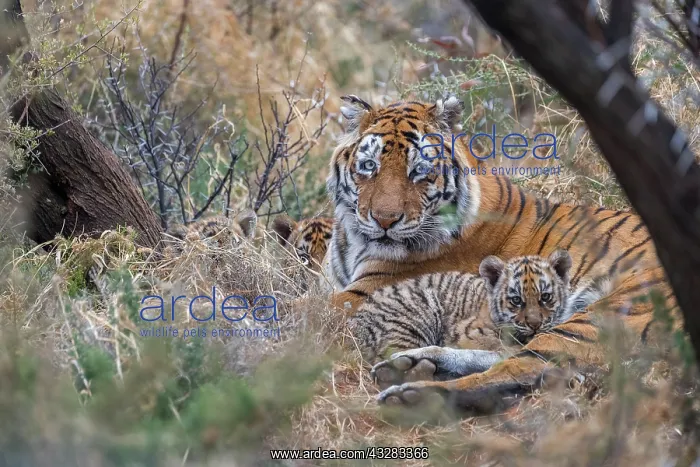 : Afrique du Sud, Reserve privee, Tigre du Bengale : Afrique du Sud, Reserve privee, Tigre du Bengale