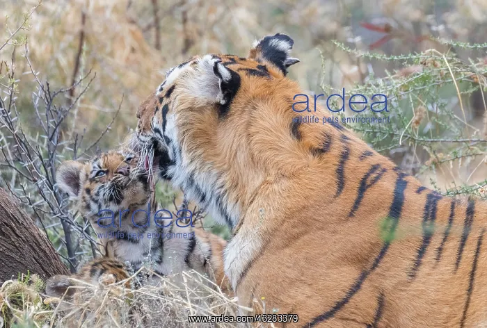 : Afrique du Sud, Reserve privee, Tigre du Bengale : Afrique du Sud, Reserve privee, Tigre du Bengale