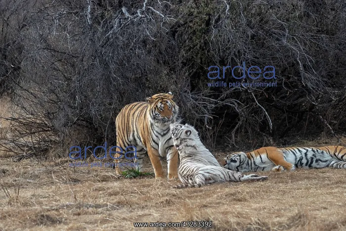 : Afrique du Sud, Reserve privee, Tigre du Bengale : Afrique du Sud, Reserve privee, Tigre du Bengale