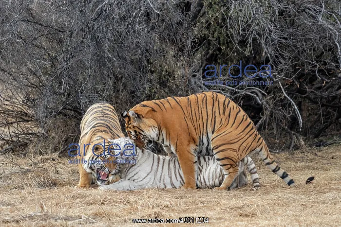 : Afrique du Sud, Reserve privee, Tigre du Bengale : Afrique du Sud, Reserve privee, Tigre du Bengale